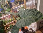 Alocasia Regal Shield
