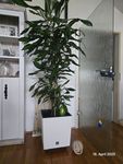 Stylische Blumenkübel