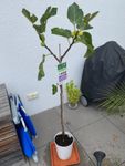 Baum sehr schön, Größe nicht korrekt