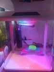 Mini Aquarium 