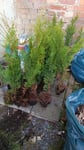 Thuja