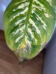 Die Pflanze schien im Lager eingefroren zu sein?