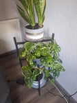 Sehr schöner Blumenständer 