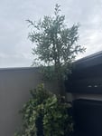 Polecam 