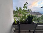 Schöner stabiler Pflanzkasten