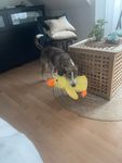 Freunde 