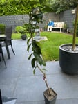 Zitronenbaum 