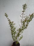 Granatapfelbusch