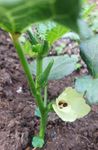 Okra 