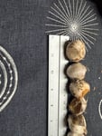 Leider schwer zu glauben, dass aus 2 -3 cm Zwiebeln tatsächlich Allium Giganteum werden soll.