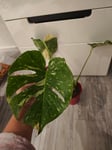 Monstera Thai-Sternbild 