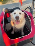 Validé par mon Golden retriever 