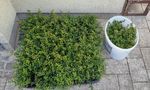 Kräftige und gesunde Pflanzen