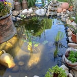 Trübes Teichwasser