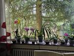 Luftbefeuchter für Orchideen