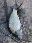 Filo da pesca mikado giallo. 