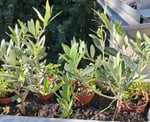 Mediteraner Balkon