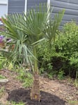 Das bringt mich auf die Palme 