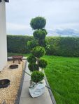Super Gartenbonsai