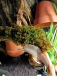 Terrarium, Exo Terra
