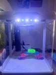 Mini Aquarium 