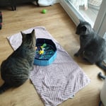 Pool für Katzen 