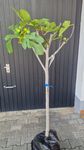 Schöner Feigenbaum