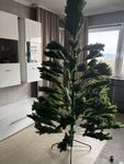 Der Baum ist top! 