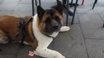 Unser Hund liebt das Futter Unschuldslamm