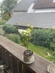 Totale Enttäuschung