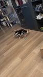 Meine Katze liebt es 