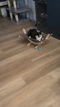 Meine Katze liebt es 