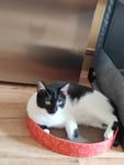 KERBL Scratch Bed Circle - Katzenkratzbaum - 34cm