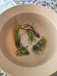 Tillandsia