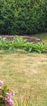 Echter Beinwell Symphytum officinale