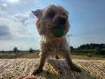Für Oskar 
