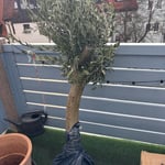 Olivenbaum 