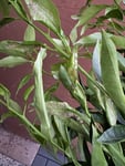 Riesen Enttäuschung - absolut nicht akzeptabel - Nie wieder Blumen-Senf