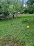 Toller Baum