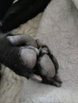 Preiswertes kleines, feines Schermaschinchen