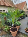 Sehnsucht nach Sommer