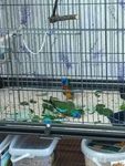 Yaheetech Vogelkäfig mit Ständer, Vogelvoliere mit 3 Holzstangen und 4 Futternäpfen, Wellensittic