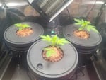 DWC System Ist in Gutem Zustand 