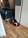 KERBL Scratch Bed Circle - Katzenkratzbaum - 34cm