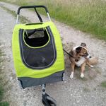 Top!!! Toller Buggy
