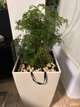 Bloomique polyskias
