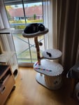 Toller Katzenbaum 
