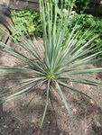 Yucca rostrata 