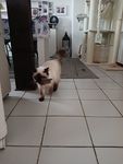Katzenangel mit Federn 
