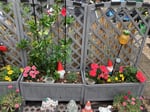 schöner Blumenkasten